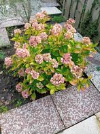 Hortensia, Tuin en Terras, Ophalen, Overige soorten, Halfschaduw