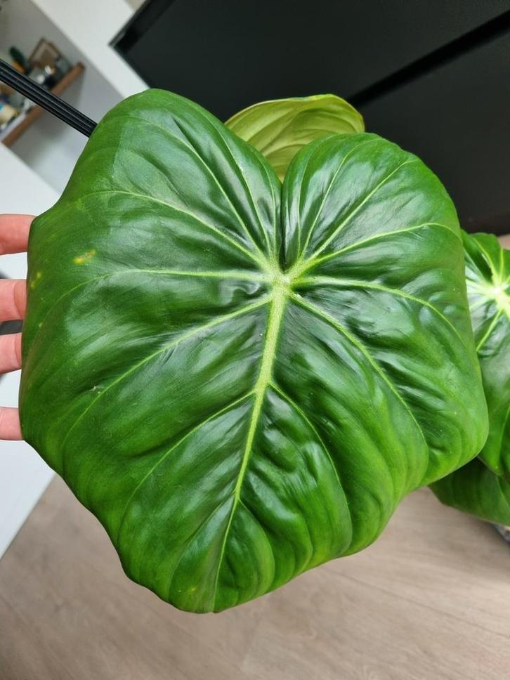 philodendron glorious dark form stekje, Huis en Inrichting, Kamerplanten, Minder dan 100 cm, Halfschaduw, Ophalen of Verzenden