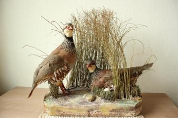 Taxidermie koppel patrijzen diorama