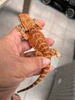 Jonge baardagamen oranje/rood kleur., Dieren en Toebehoren, Hagedis