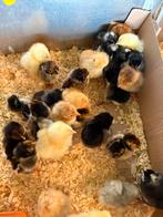 Kuikens, Dieren en Toebehoren, Pluimvee, Vrouwelijk, Kip