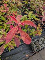 Photinia red robin. Glansmispel 40-60cm, Tuin en Terras, Ophalen, Overige soorten, Struik, Minder dan 100 cm