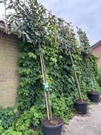 Leibomen, Ophalen, Volle zon, Overige soorten