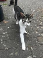 Poes (momo) op zoek naar een baasje., Dieren en Toebehoren, Katten en Kittens | Raskatten | Korthaar, Poes, 0 tot 2 jaar