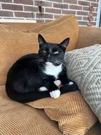 Leuke en lieve kater., Dieren en Toebehoren, Katten en Kittens | Overige Katten, Kater, 0 tot 2 jaar