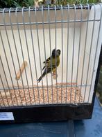 Te koop zwartkopsijs mannen, Dieren en Toebehoren, Mannelijk, Wildzangvogel, Geringd