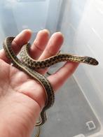 2.0 Thamnophis radix, Slang, 0 tot 2 jaar