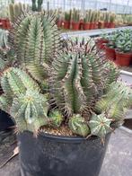 Cactus Euphorbia Horrida potmaat 25 cm, Huis en Inrichting, Kamerplanten, Minder dan 100 cm, Bloeiende kamerplant, Halfschaduw