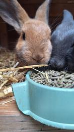 konijnen te koop!, Dieren en Toebehoren, Mannelijk, Middelgroot, 0 tot 2 jaar