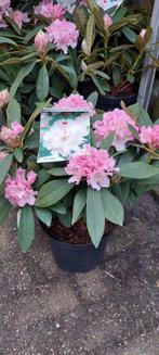 Rhododendron xxl in vele soorten, Tuin en Terras, Planten | Tuinplanten, Halfschaduw, Zomer, Ophalen of Verzenden, Overige soorten