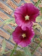 BIOLOGISCH ZAAD STOKROOS BORDEAUX ROOD, Ophalen of Verzenden, Gehele jaar, Volle zon, Zaad