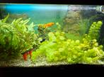 Vissen en  juwel 180 aquarium, Dieren en Toebehoren, Ophalen, Gebruikt, Gevuld zoetwateraquarium