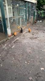 Zijdehoenders, Dieren en Toebehoren, Pluimvee, Geslacht onbekend, Kip