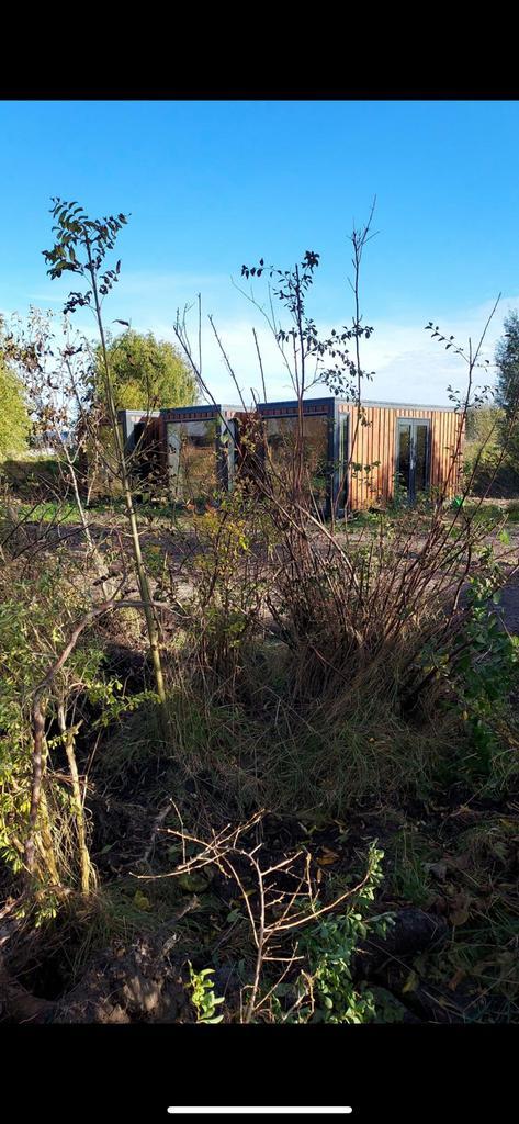 Gratis boompjes (wat wilgjes) en wat struiken (onbekend), Tuin en Terras, Planten | Bomen, Overige soorten, 100 tot 250 cm, Volle zon