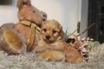 🩵 kleine rode en merle  maltipoo puppys 🩷, Poedel, Parvo, 8 tot 15 weken, Meerdere