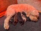 Prachtige labradoodle sheltiedoodle minidoodle te koop, CDV (hondenziekte), 8 tot 15 weken, Meerdere, Meerdere dieren