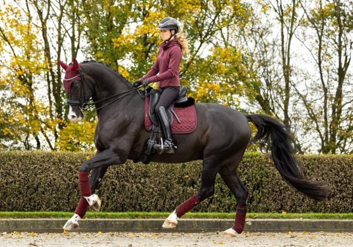LeMieux Crystal Suede Dressuur dekje Burgundy SALE -40%!, Dieren en Toebehoren, Paarden en Pony's | Dekens en Dekjes, Nieuw, Dekje