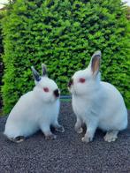 Te koop: raszuivere dwergkonijnen (kleurdwerg), Dieren en Toebehoren, Konijnen, Vrouwelijk, Dwerg, 0 tot 2 jaar