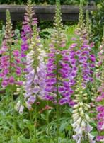 zaden van Vingerhoedskruid (Digitalis) paars/roze, Ophalen of Verzenden