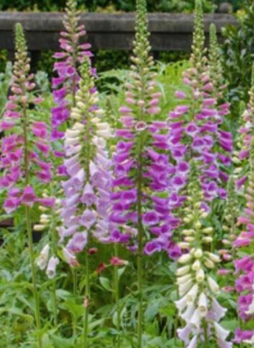 zaden van Vingerhoedskruid (Digitalis) paars/roze, Tuin en Terras, Planten | Tuinplanten, Ophalen of Verzenden
