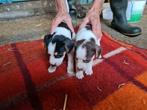 Boerenfox pups, Rabiës (hondsdolheid), Overige rassen, 8 tot 15 weken, Meerdere