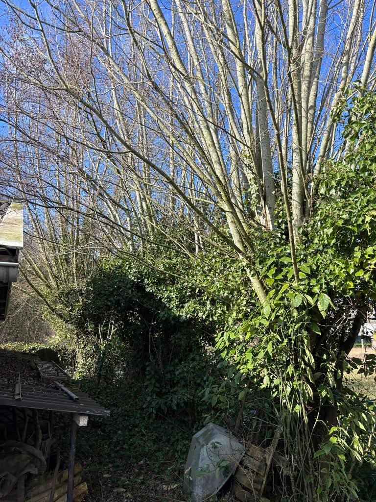 Gratis brandhout: Zelf zagen en meenemen!, Minder dan 3 m³, Ophalen of Verzenden, Overige houtsoorten, Takken