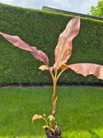 Musa siam Ruby / bananenplant / bananenboom, Ophalen, Zomer, Overige soorten, Volle zon
