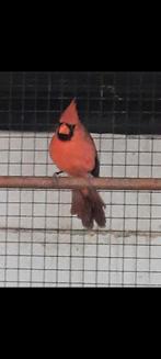 Te koop, Dieren en Toebehoren, Mannelijk, Geringd