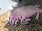 Biggetjes Landvarken, Dieren en Toebehoren, Meerdere dieren, Varken, 0 tot 2 jaar