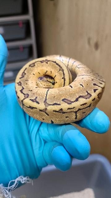 0.1 Koningspython - Ballpython - Python Regius. beschikbaar voor biedingen