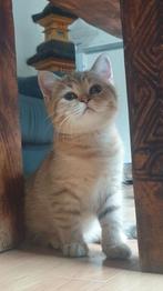Brits korthaar met stamboom., Dieren en Toebehoren, Poes, Gechipt, 0 tot 2 jaar