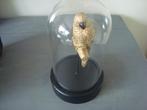 stolp van glas met vogel 11 cm middellijn voet, Ophalen of Verzenden, Zo goed als nieuw