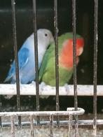 Prachtig bewezen koppel agapornis roseicollies lang bevederd, Meerdere dieren, Dwergpapegaai of Agapornis, Geringd