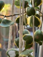 Hoya Kerri Variegata, Huis en Inrichting, Kamerplanten, Ophalen, Overige soorten, Halfschaduw, Minder dan 100 cm