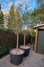 2 Olijfbomen in pot (let op erg zwaar!!), Tuin en Terras, Planten | Bomen, 100 tot 250 cm, Olijfboom, Ophalen, Volle zon