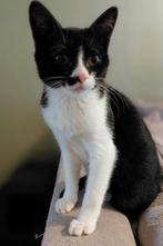 Poes kitten, September, Vrouwelijk