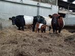 3 lakenvelder koeien met 1 vaarskalf, Dieren en Toebehoren, Runderen, Vrouwelijk