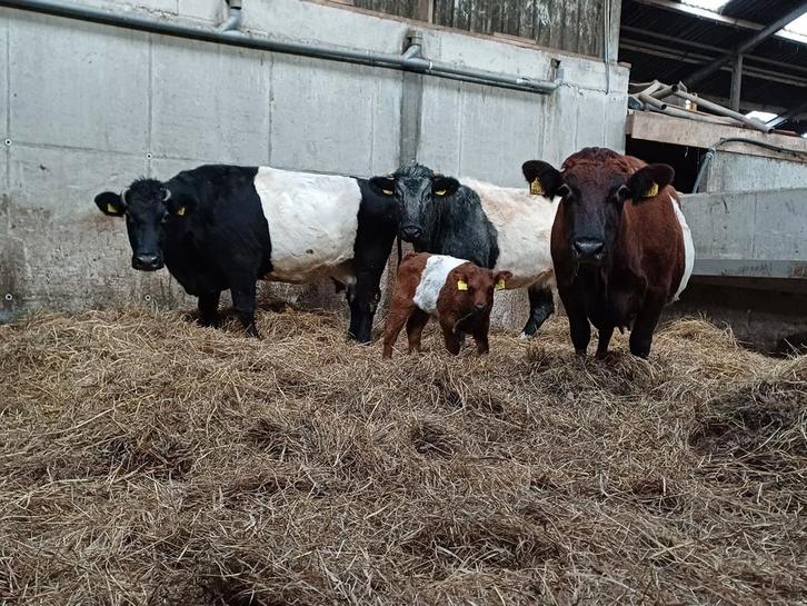 3 lakenvelder koeien met 1 vaarskalf, Dieren en Toebehoren, Runderen, Vrouwelijk