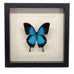 Papilio ulysses vlinder passe partout lijst 25x25 cm, Ophalen of Verzenden, Nieuw, Insect, Opgezet dier