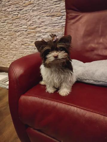 Yorkshire Terrier Tea cup  beschikbaar voor biedingen