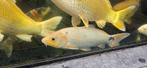 Shiro Utsusi, Omosako, certificaat, koi, koikarper, Dieren en Toebehoren, Vissen | Vijvervissen, Karper of Koi