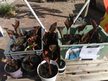 Canna Indica rode bloem, Canna brasiliensis gekleurde bloem beschikbaar voor biedingen