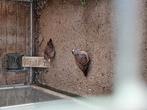 Bronsvleugel duiven, Meerdere dieren, Overige soorten