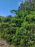 Tuinman in regions Amsterdam Alkmaar bergen purmerend Horn.