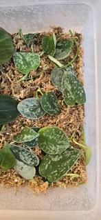 Meerdere stekjes Scindapsus silvery ann, Philodendron micans, Ophalen of Verzenden, Overige soorten, Minder dan 100 cm