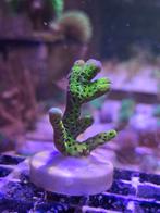 Montipora Confusa of Spongodes stekjes, Dieren en Toebehoren, Ophalen, Nieuw, Plant(en), Steen of Hout