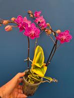 Orchidee Phalaenopsis Bont p12, Huis en Inrichting, Kamerplanten, Ophalen of Verzenden, Halfschaduw, Minder dan 100 cm