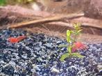Vuurgarnalen (Red Sakura), Dieren en Toebehoren, Vissen | Aquariumvissen, Kreeft, Krab of Garnaal