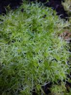 Levend sphagnum mooi formaat terrarium planten, Ophalen of Verzenden
