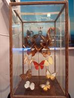 Opgezette vlinders in mooie houten vitrine, Ophalen of Verzenden, Zo goed als nieuw, Insect, Opgezet dier